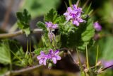 Erodium moschatum. Цветки и плоды. Израиль, г. Бат-Ям, обочина дороги. 23.02.2018.