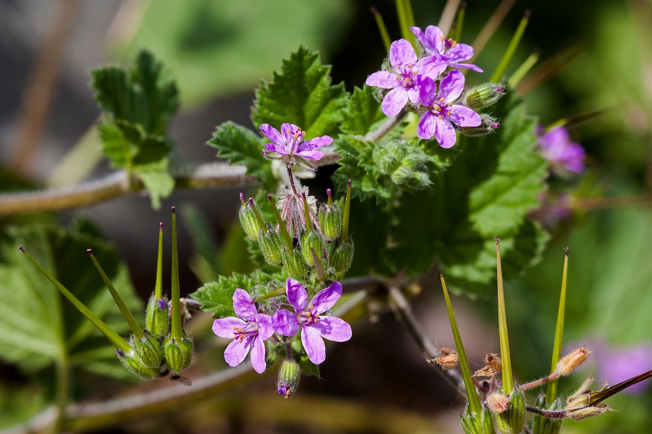 Изображение особи Erodium moschatum.