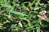 familia Polygonaceae. Побеги с соцветиями. Китай, пров. Юньнань, окр. г. Дали, восточный склон горы Цаншань (Cangshan Mountain 苍山); ≈ 3000 м н.у.м., лес. 04.11.2016.