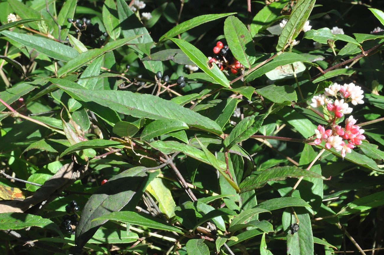 Изображение особи семейство Polygonaceae.