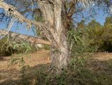 Melaleuca elliptica