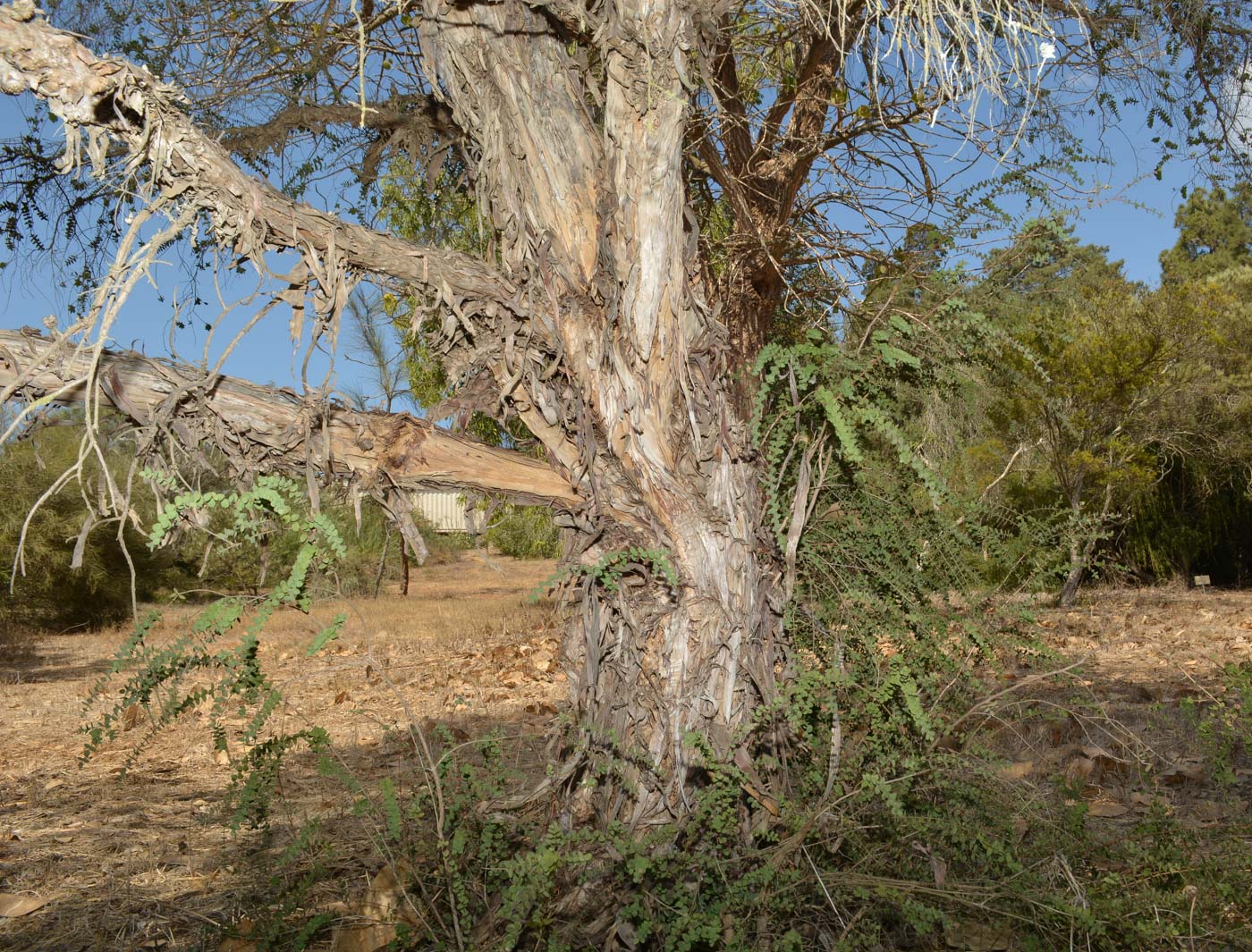 Image of Melaleuca elliptica specimen.