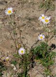 Chrysanthemum zawadskii. Цветущие растения. Якутия (Саха), окр. г. Мирный, берег вдхр. Чуоналыр. 25.07.2009.