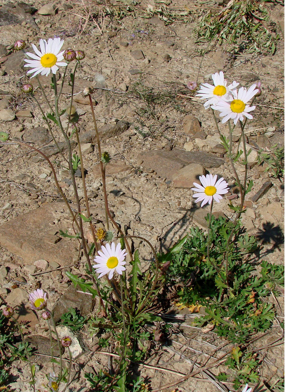 Image of Chrysanthemum zawadskii specimen.