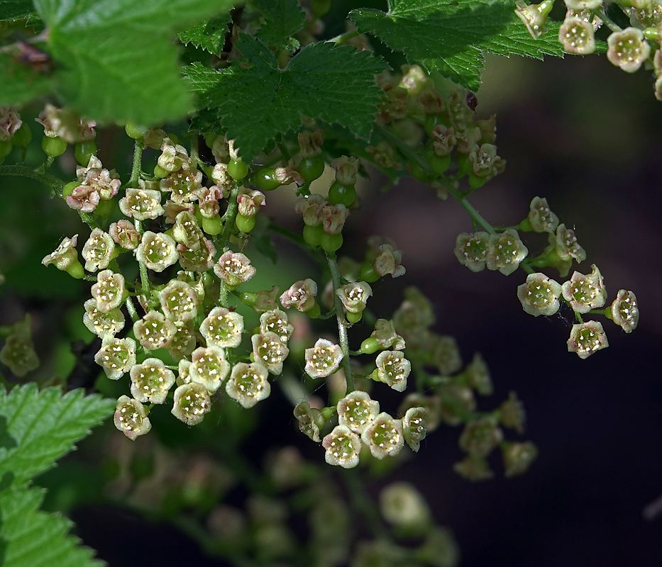 Изображение особи Ribes rubrum.