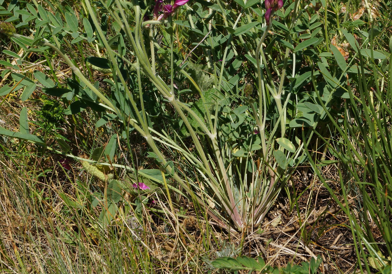 Image of Hedysarum gmelinii specimen.