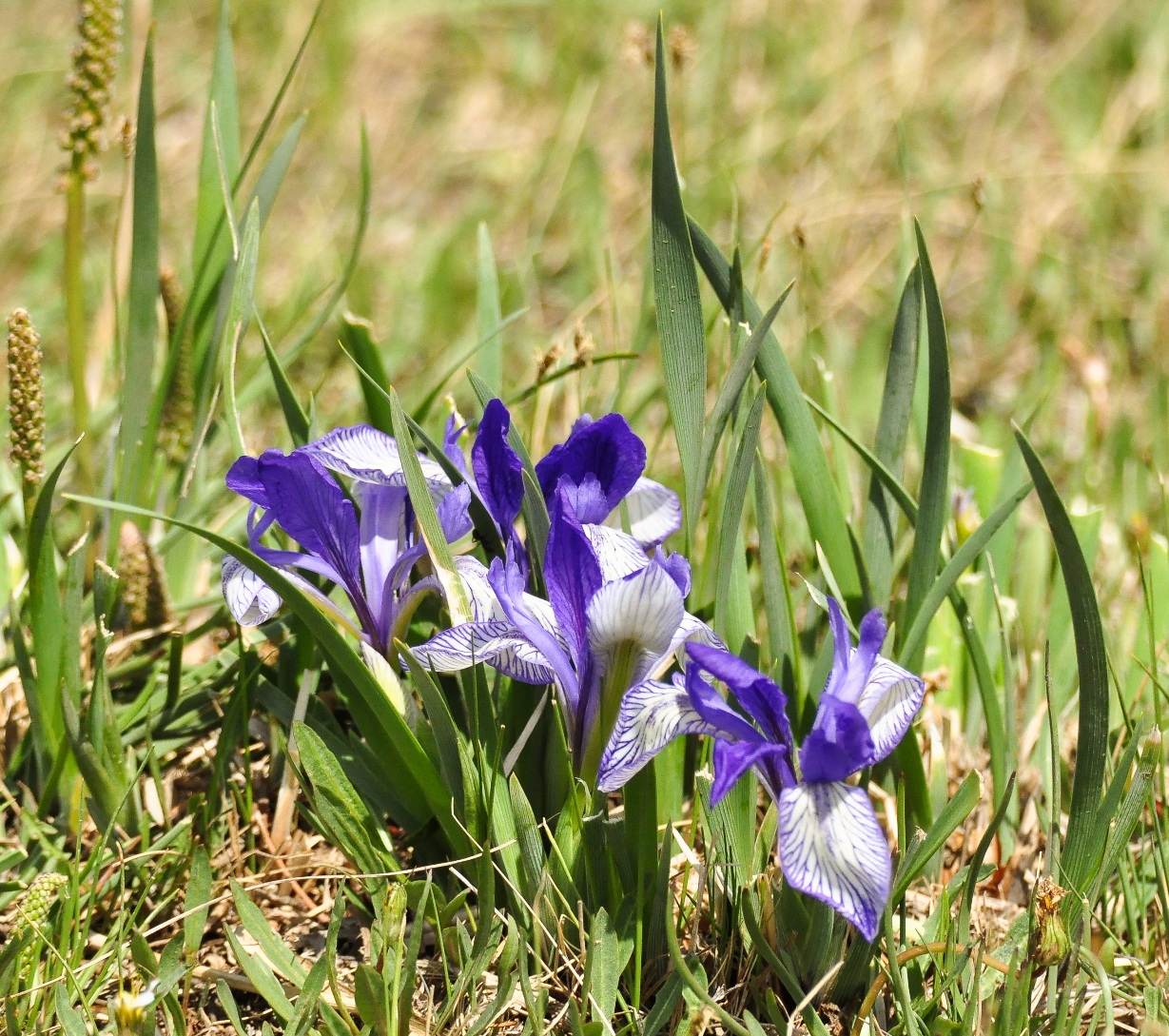 Image of Iris biglumis specimen.