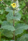 Verbascum formosum