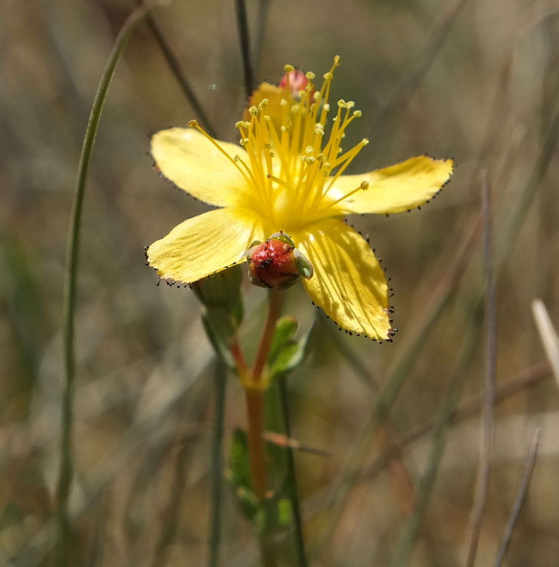 Image of Hypericum linarioides ssp. alpestre specimen.