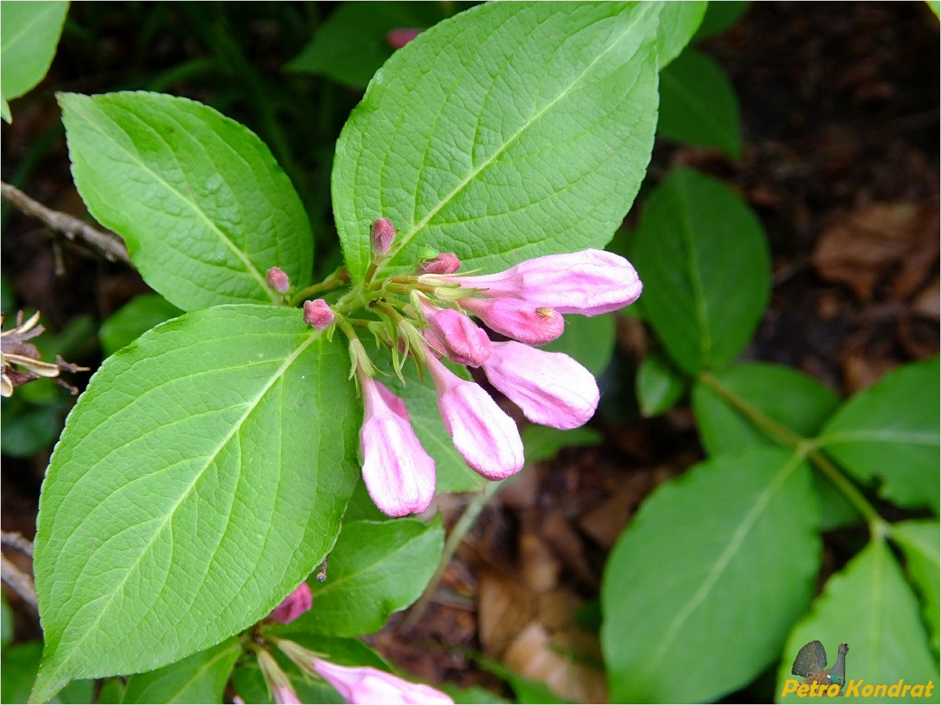 Image of genus Weigela specimen.