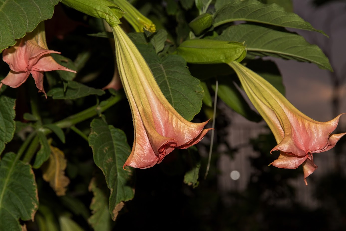 Изображение особи род Brugmansia.