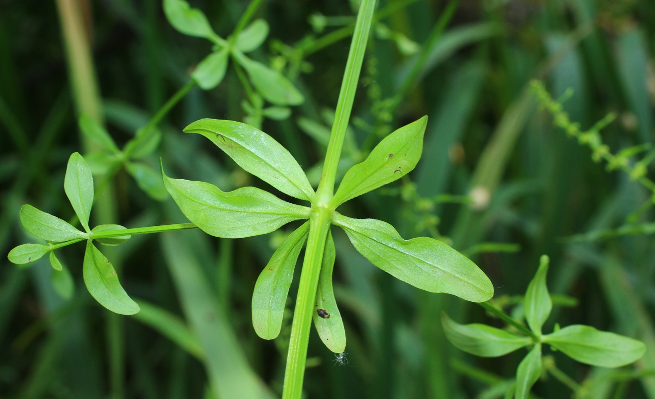 Image of Galium debile specimen.