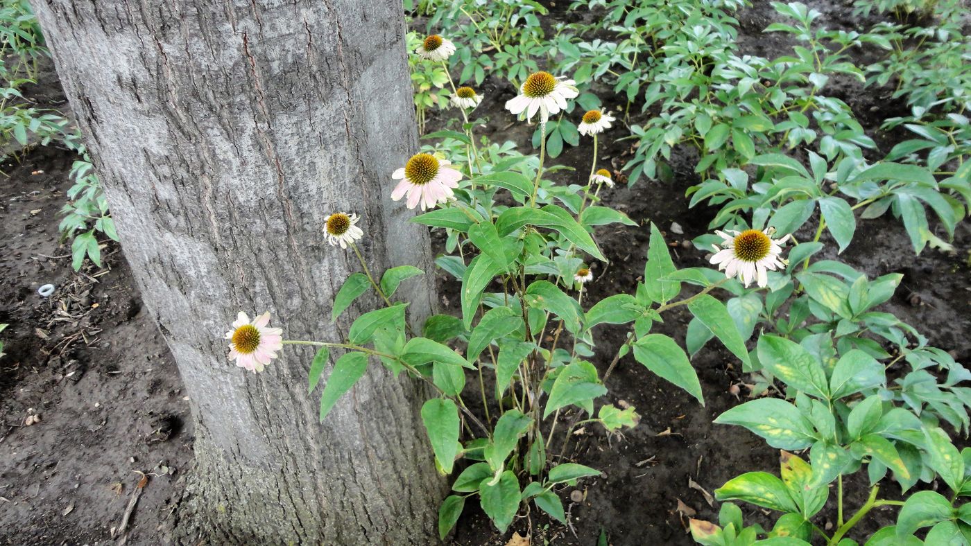 Image of genus Echinacea specimen.