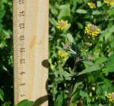 Alyssum variety desertorum