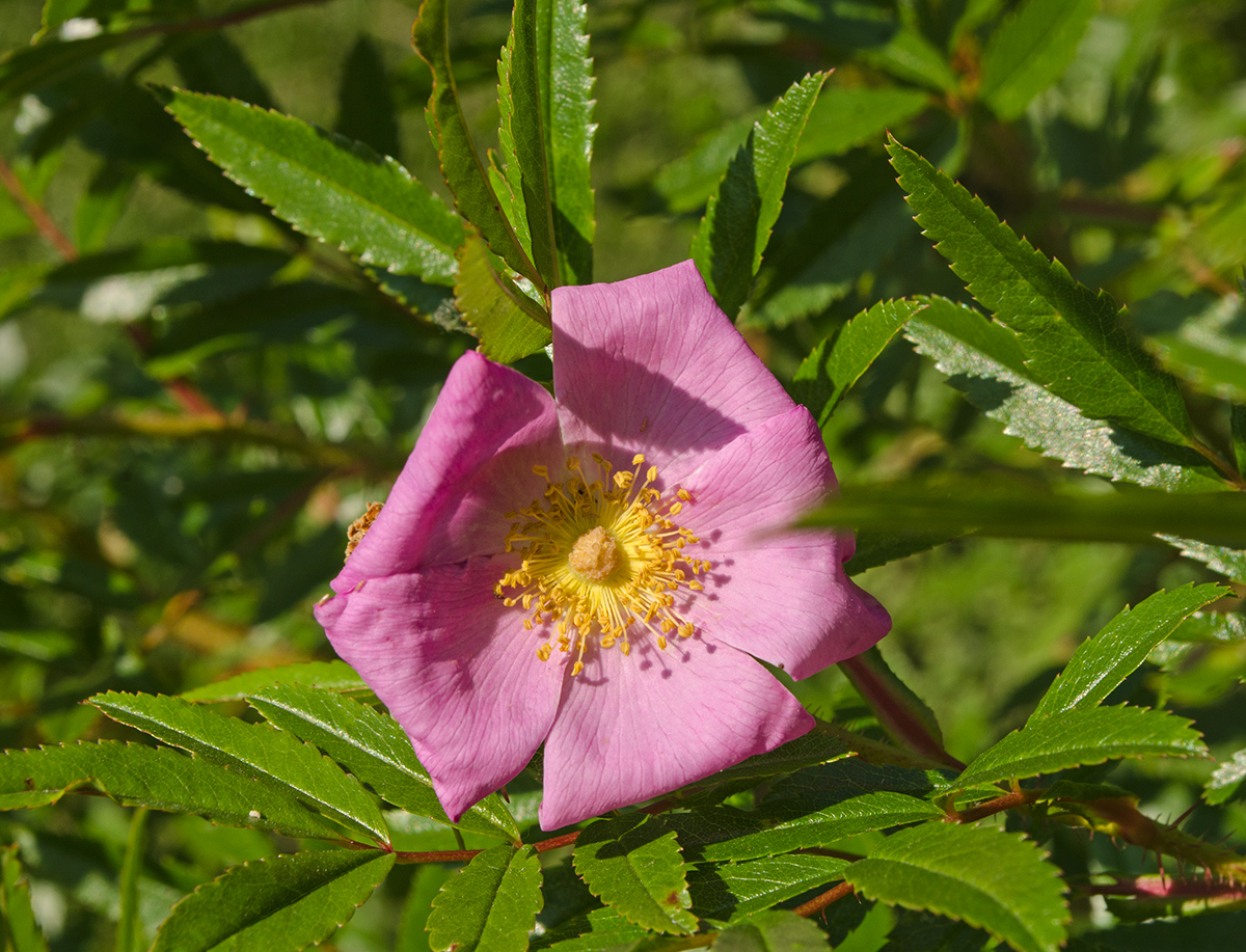 Image of genus Rosa specimen.