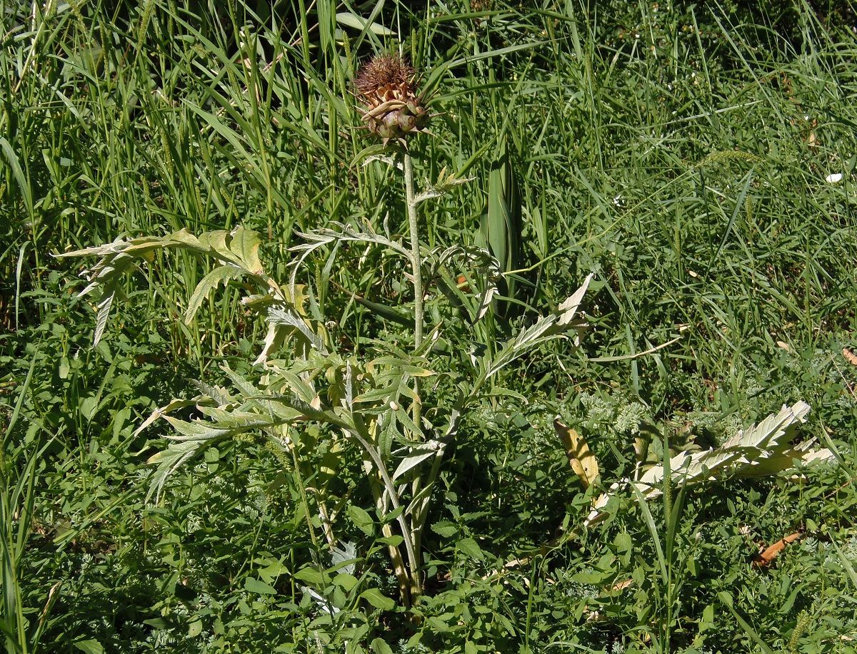 Image of Cynara scolymus specimen.