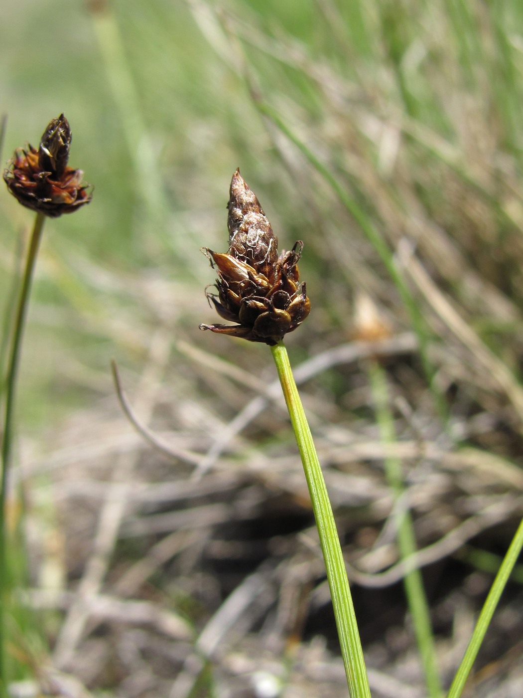 Image of Carex oreophila specimen.