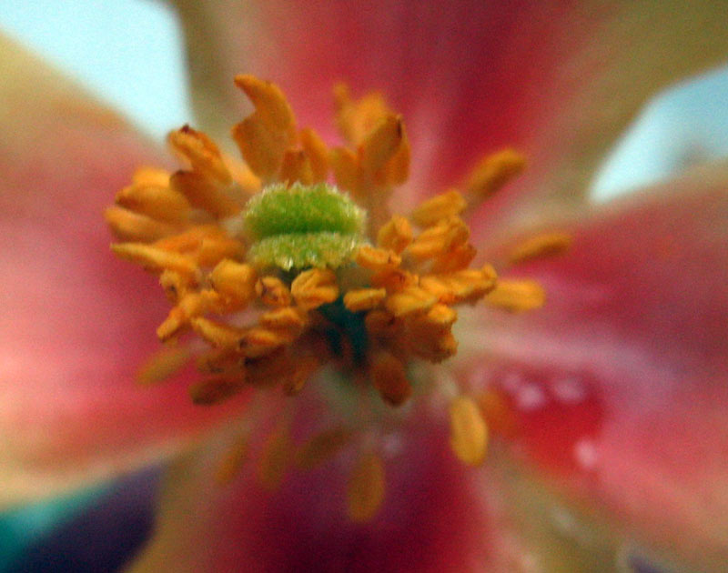 Image of Glaucium squamigerum specimen.