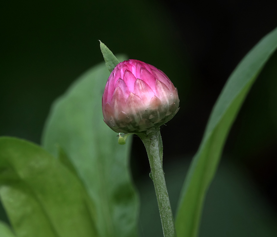 Image of Xerochrysum bracteatum specimen.