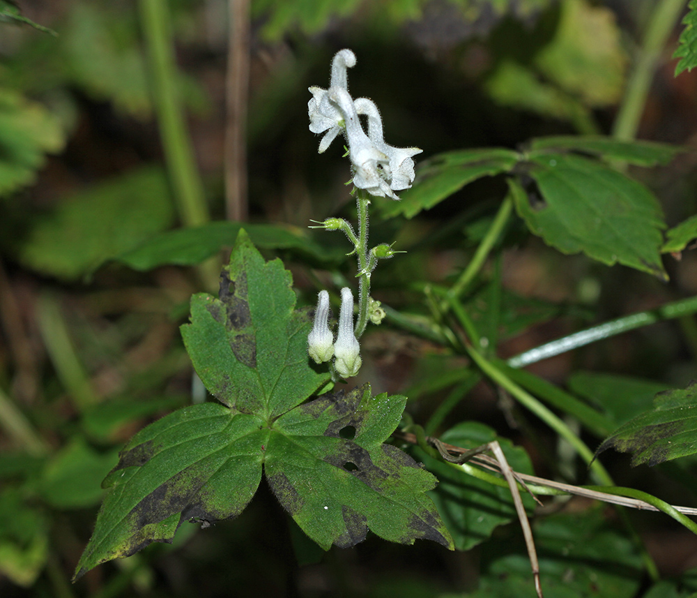 Image of Aconitum alboviolaceum specimen.