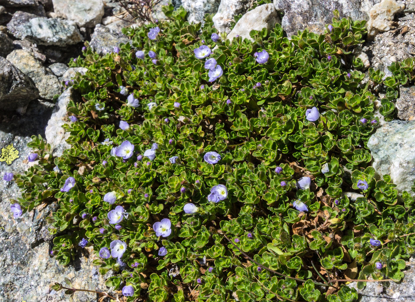 Image of Veronica minuta specimen.