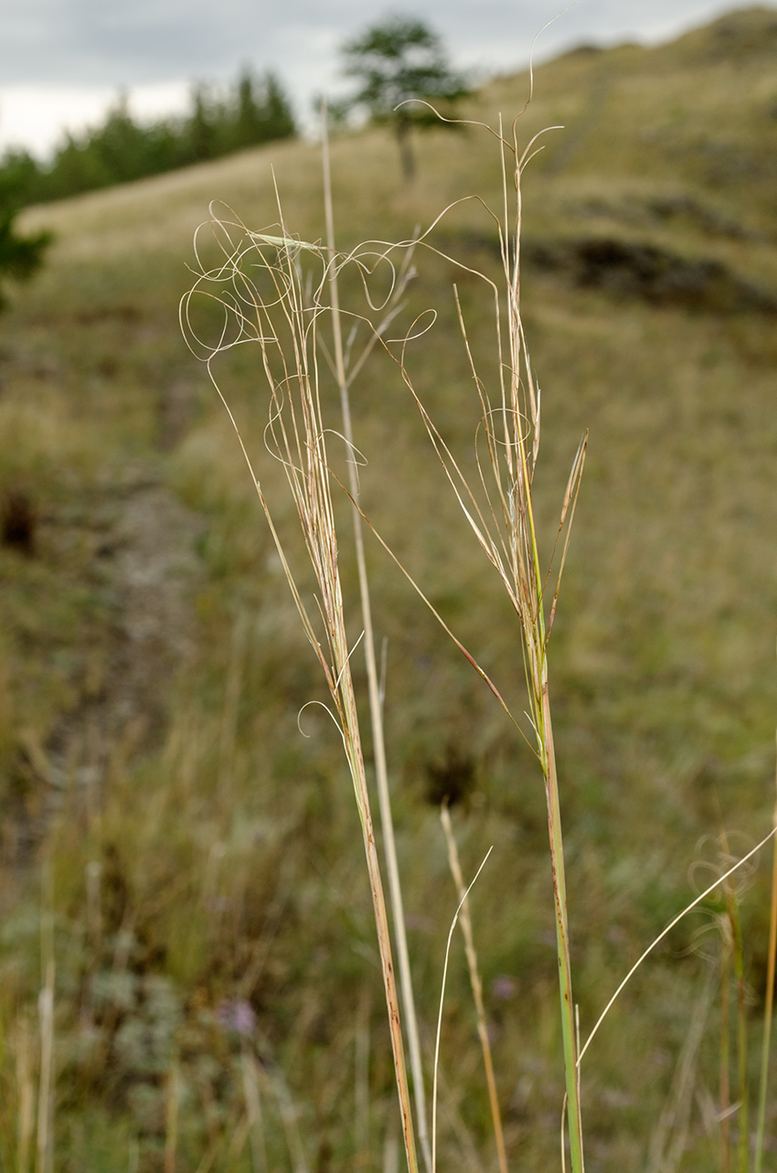 Изображение особи род Stipa.