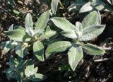 genus Salix. Верхушки побегов. Чукотка, Чаунский р-н, западная окр. г. Певек, тундра. 16.06.2018.