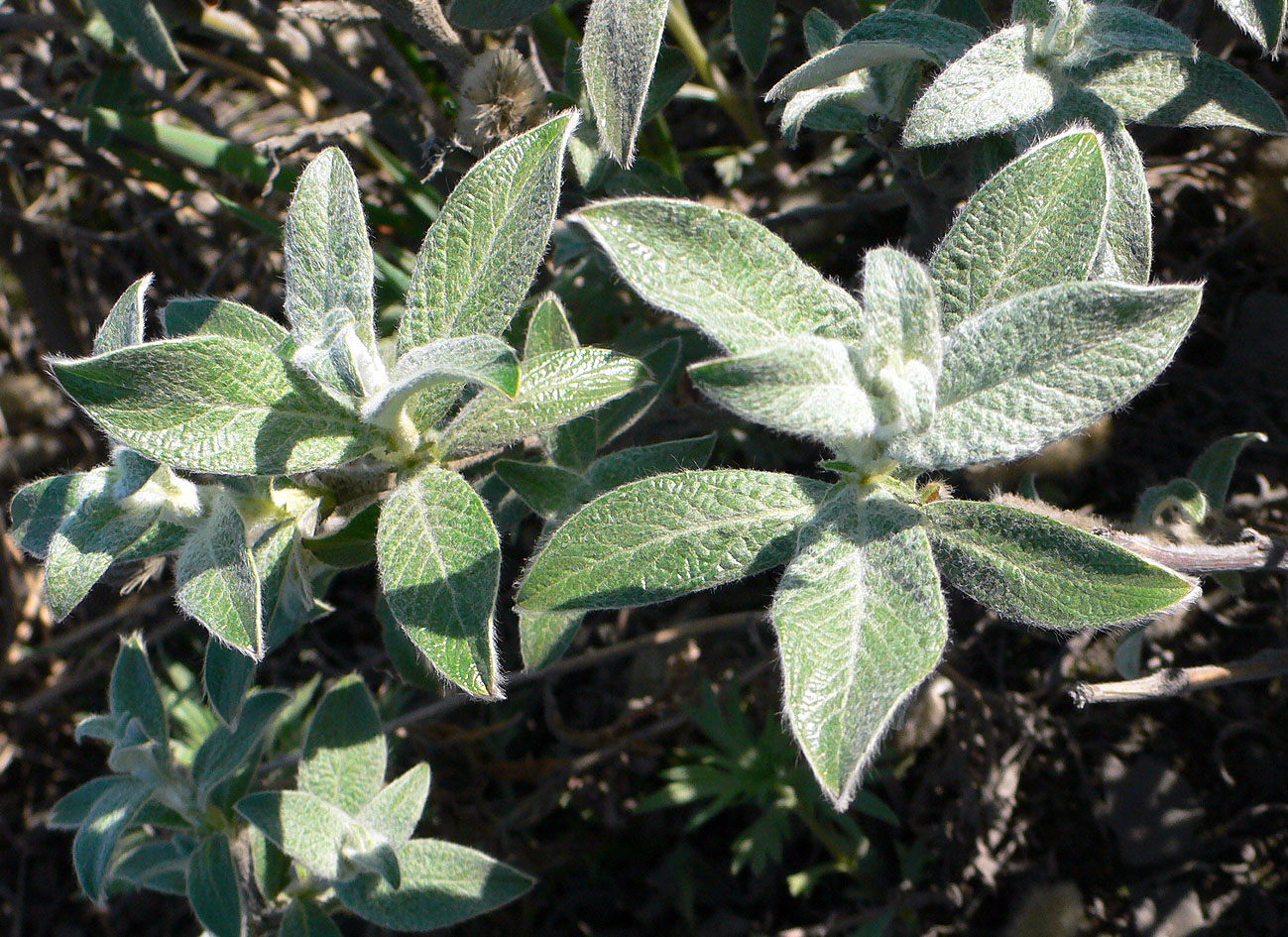 Image of genus Salix specimen.