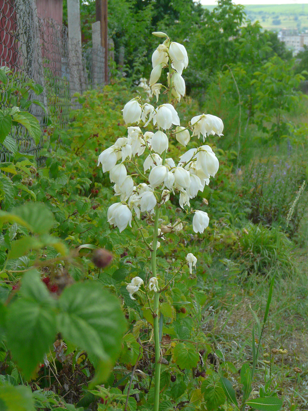 Изображение особи Yucca filamentosa.