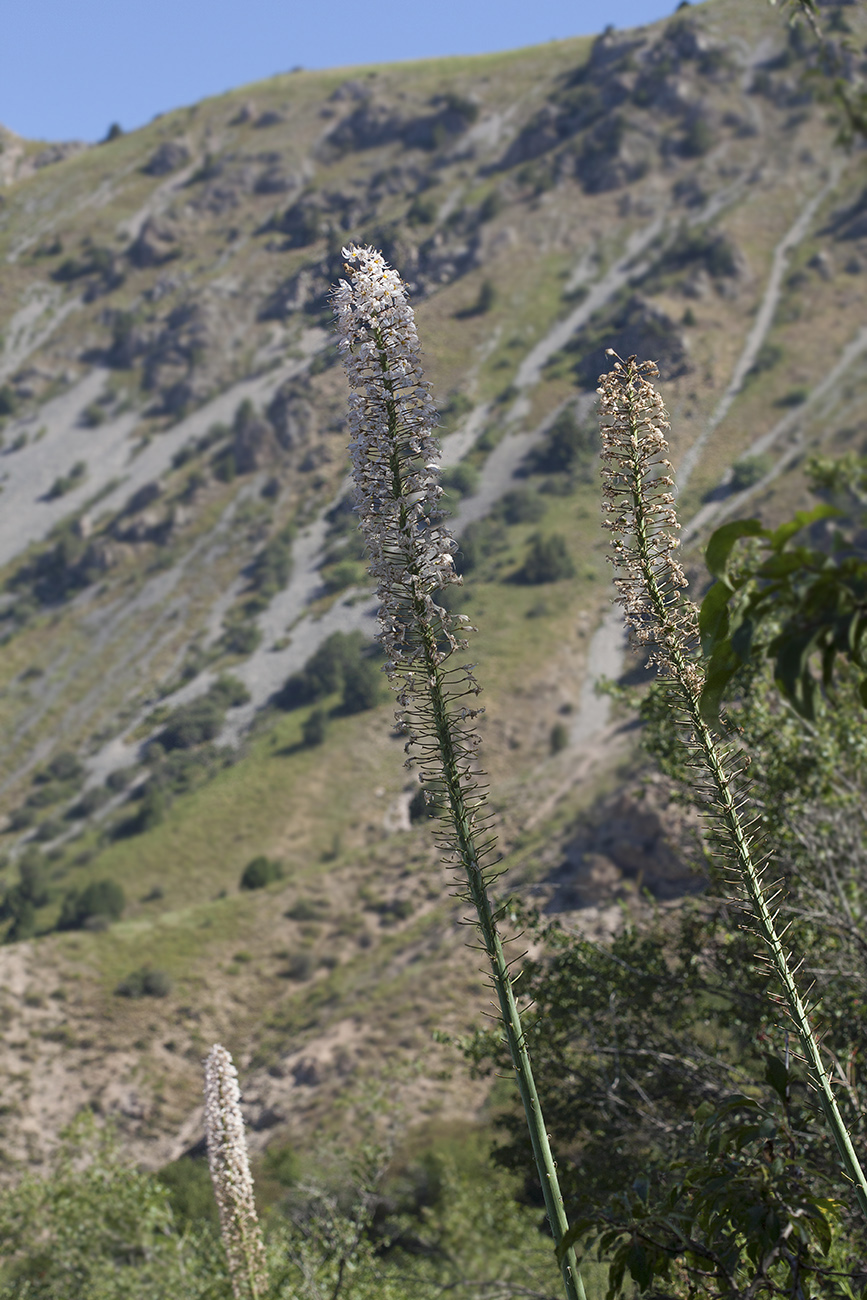 Изображение особи Eremurus robustus.