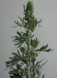 Artemisia absinthium