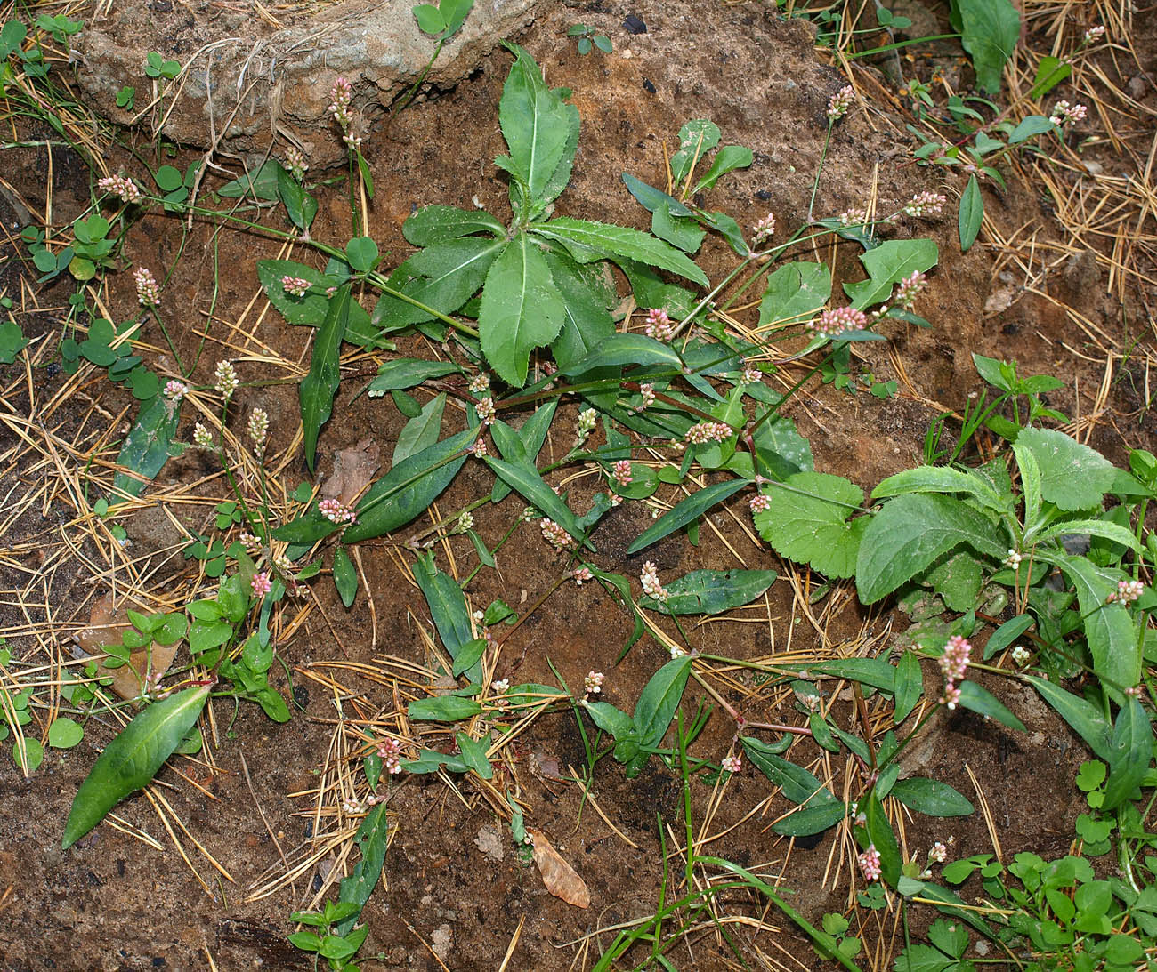 Image of genus Persicaria specimen.