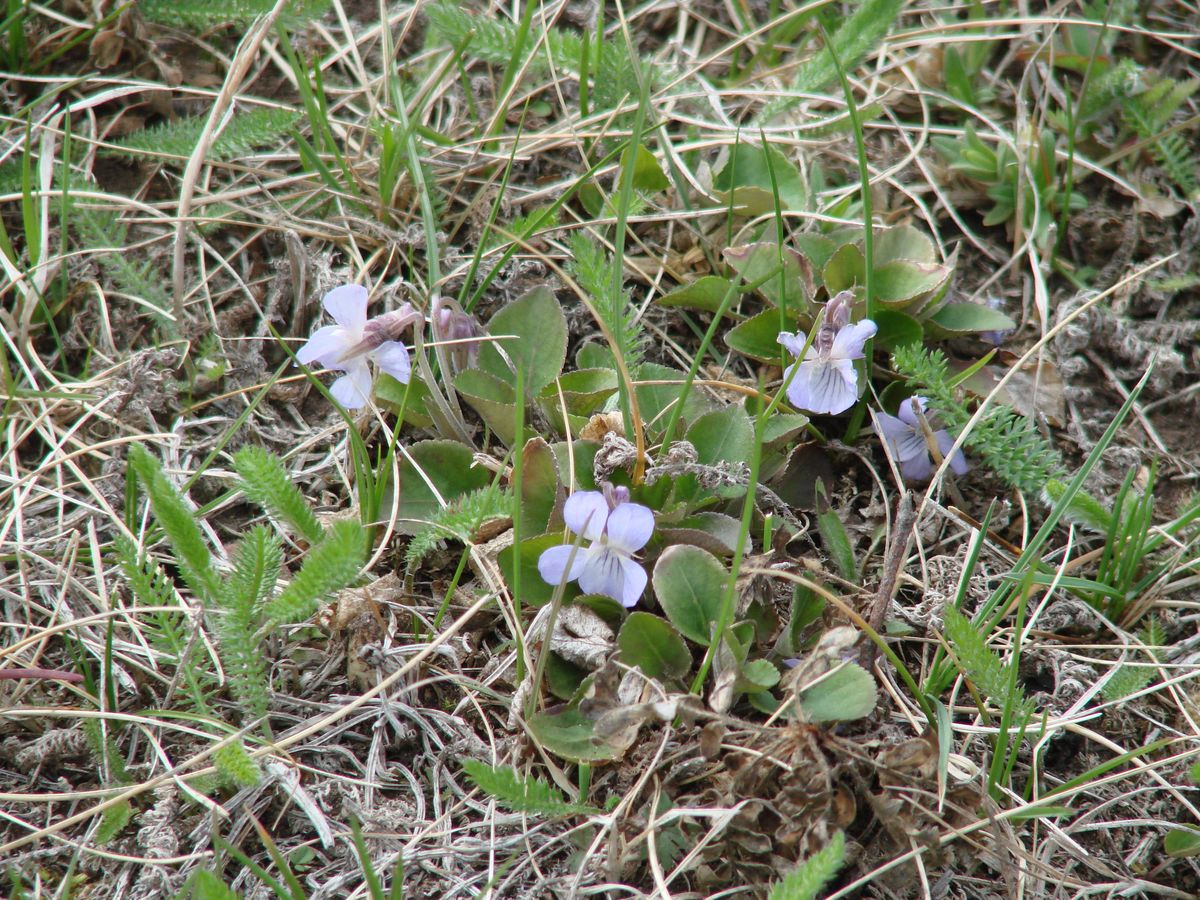 Image of Viola rupestris specimen.