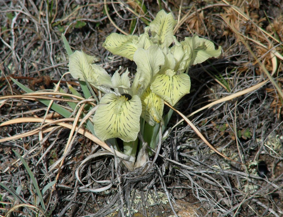 Image of Iris potaninii specimen.