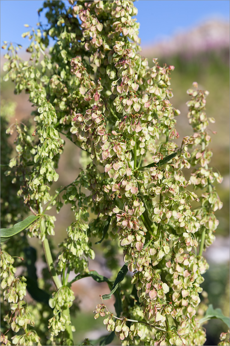 Image of Rumex aquaticus specimen.