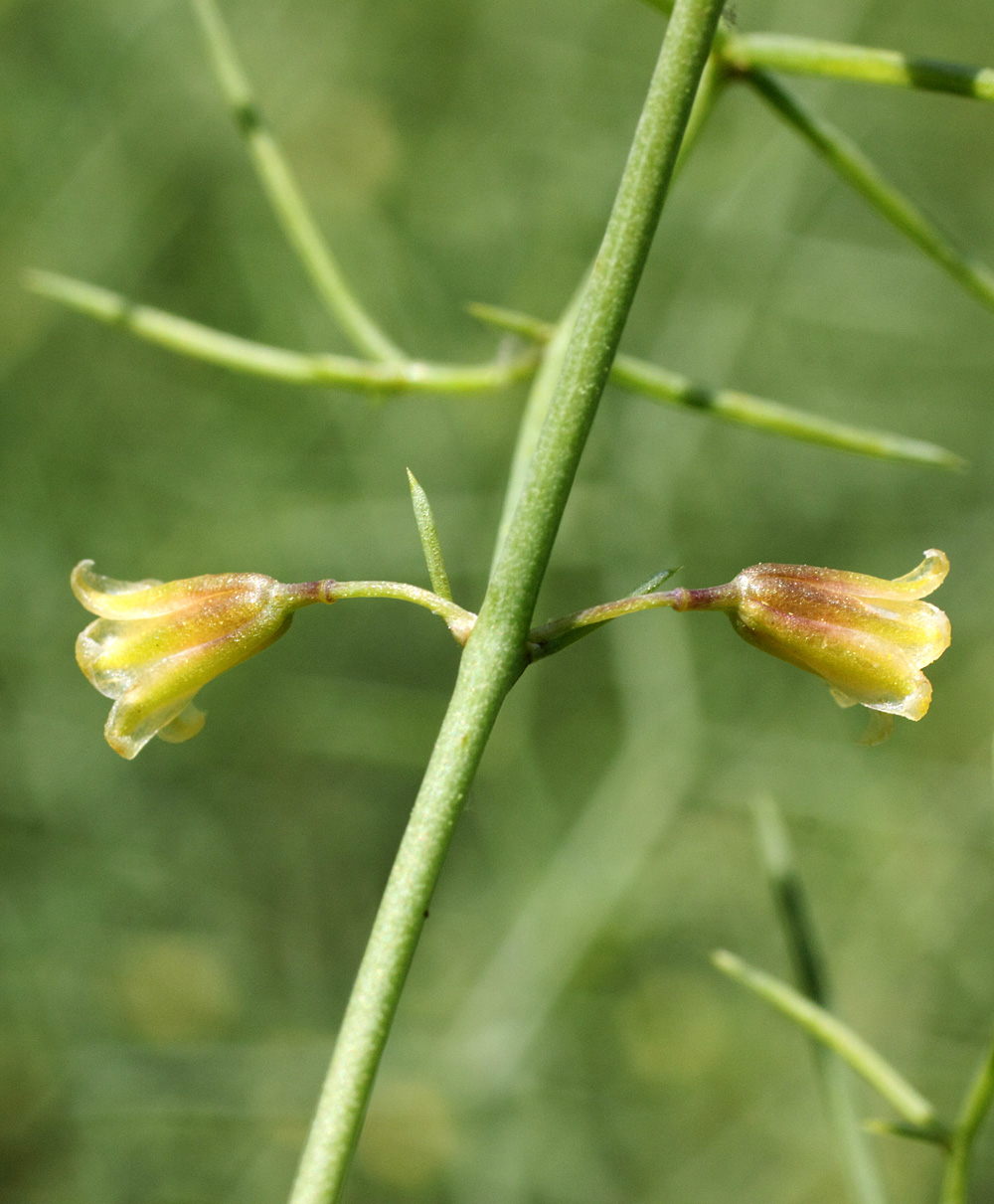 Изображение особи Asparagus ferganensis.