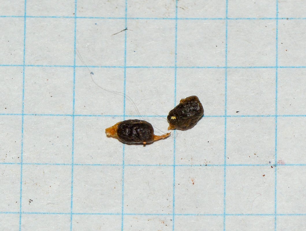 Image of Elettaria cardamomum specimen.