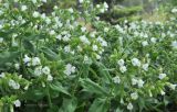 Pulmonaria mollis