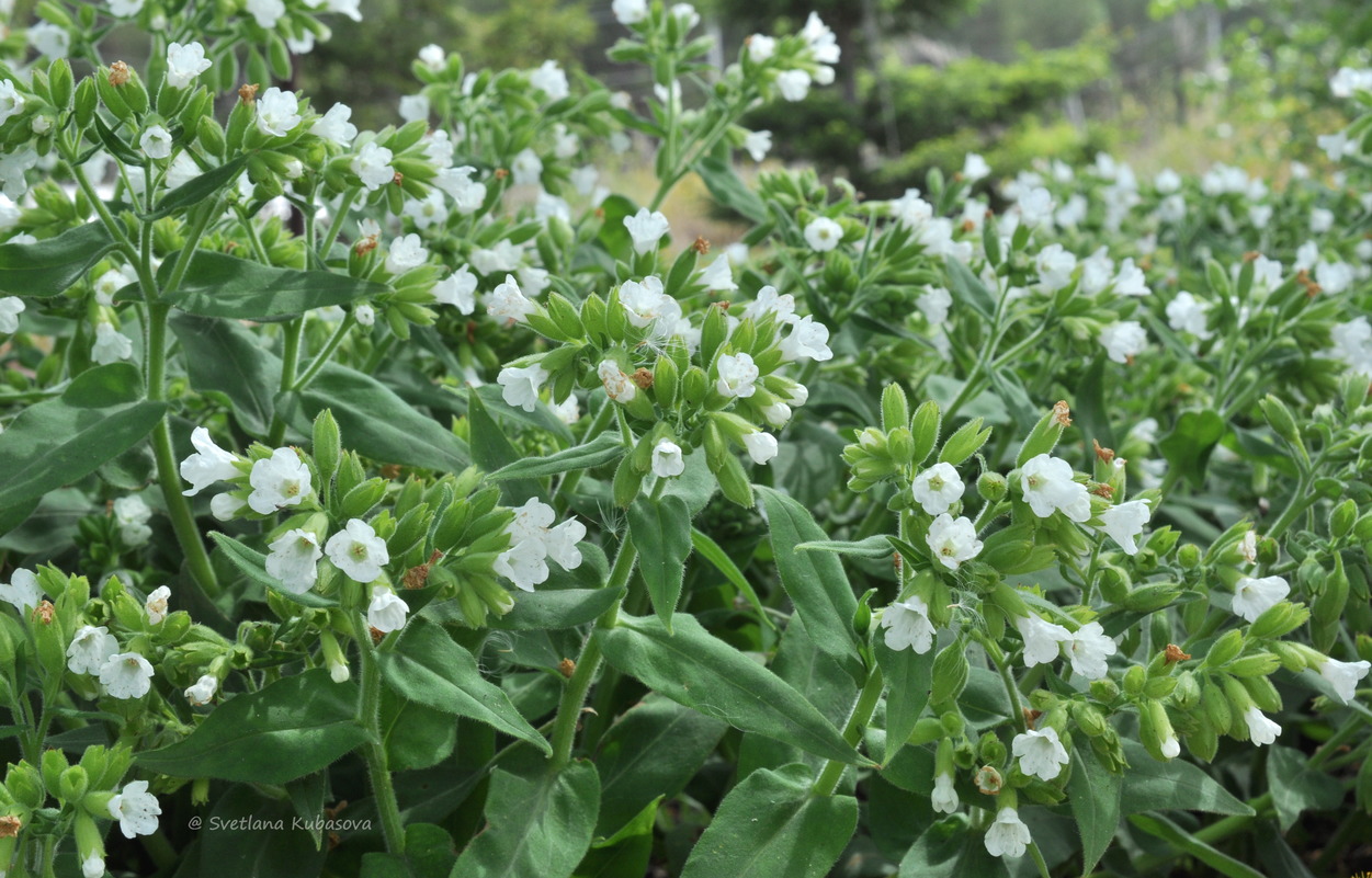 Изображение особи Pulmonaria mollis.