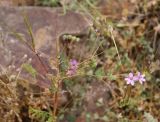 род Erodium