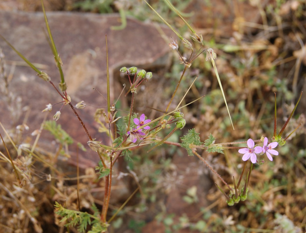 Изображение особи род Erodium.