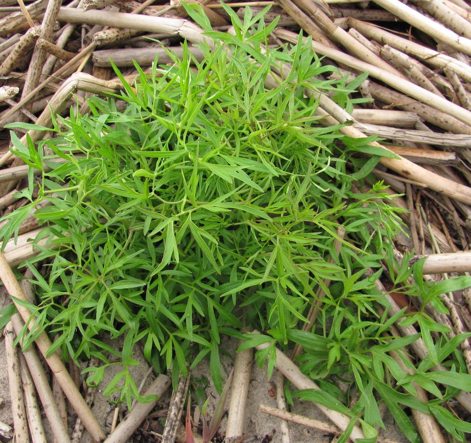 Image of Cenolophium fischeri specimen.