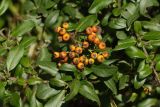 Pyracantha