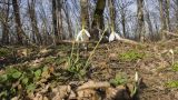 Galanthus plicatus. Цветущие и начинающие зацветать растения. Краснодарский край, м/о г. Новороссийск, окр. пос. Глебовка, вершина горы Глебовка, грабово-дубовый лес с примесью Juniperus deltoides. 04.02.2019.