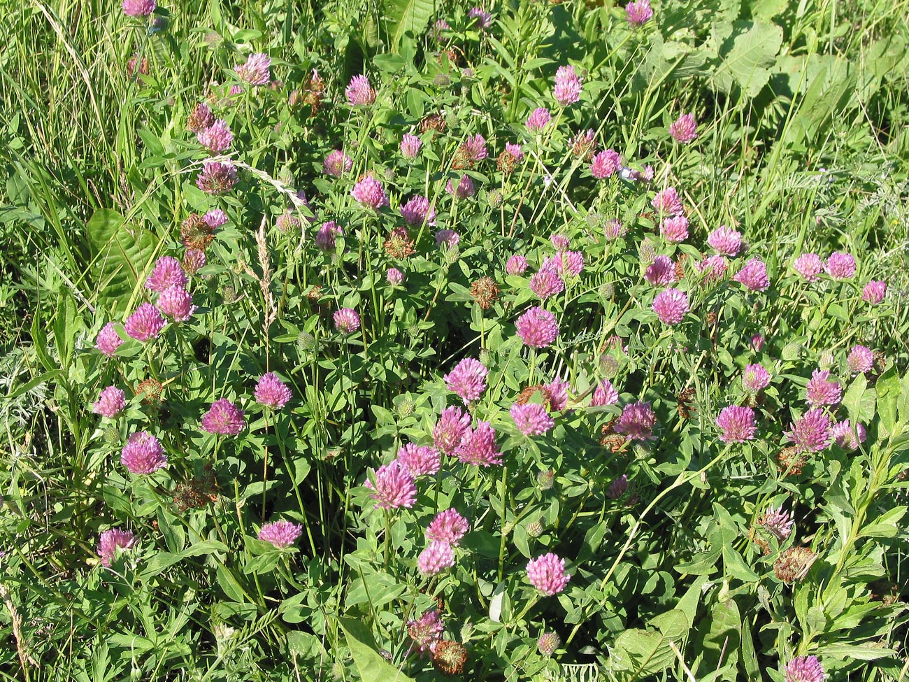 Изображение особи Trifolium pratense.