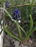 Muscari discolor