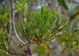 Dacrydium beccarii. Верхушка ветви. Малайзия, штат Саравак, национальный парк Бако; о-в Калимантан, песчаниковое плато, ≈ 100 м н.у.м., редкостойный пустошный лес \"паданг\". 10.05.2017.