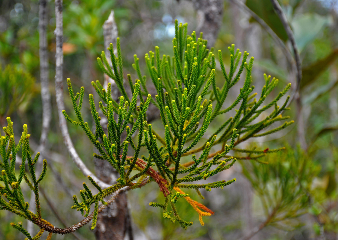 Изображение особи Dacrydium beccarii.