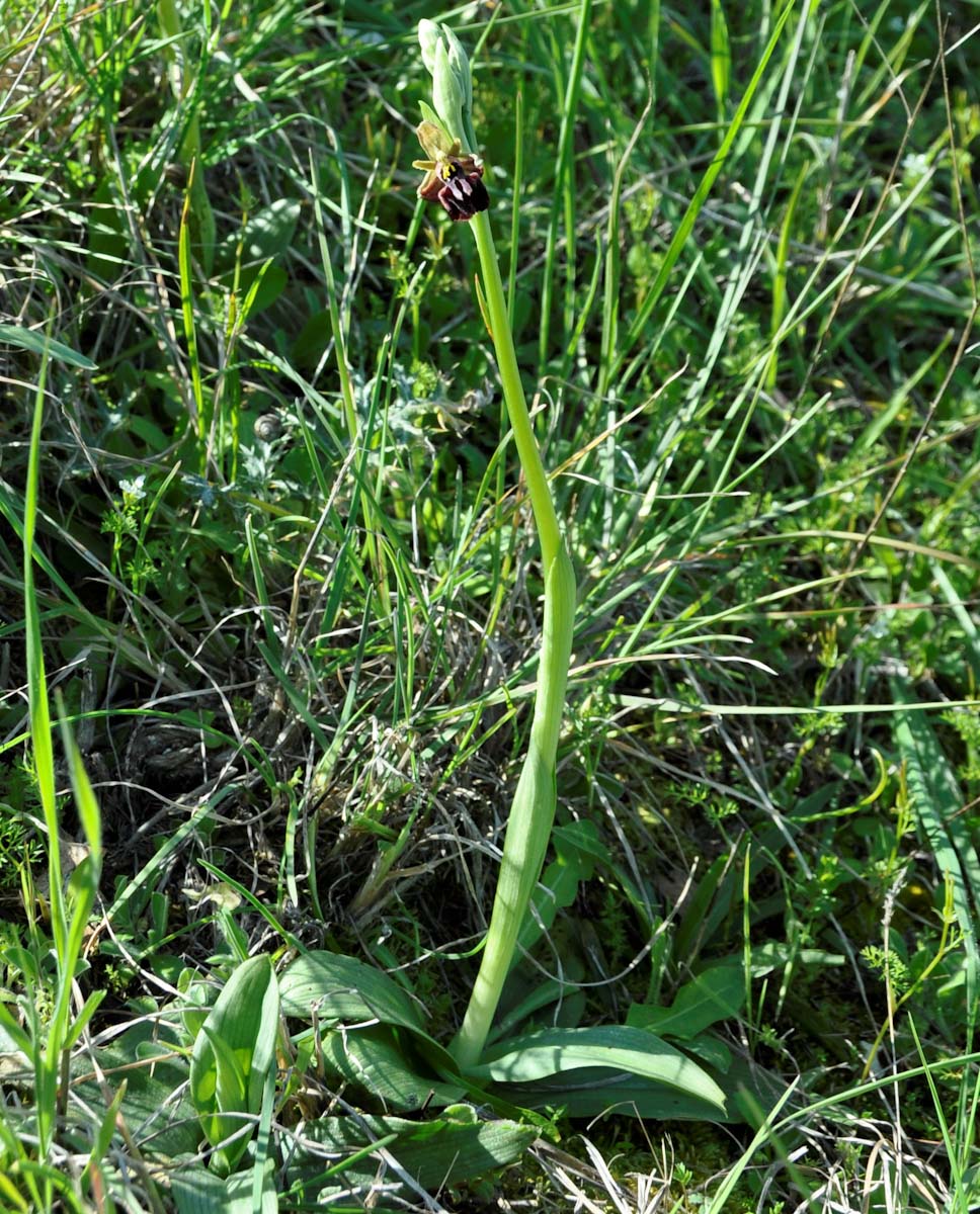 Изображение особи Ophrys mammosa.