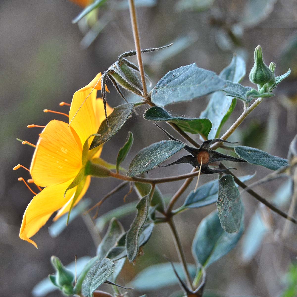 Image of Mentzelia hispida specimen.